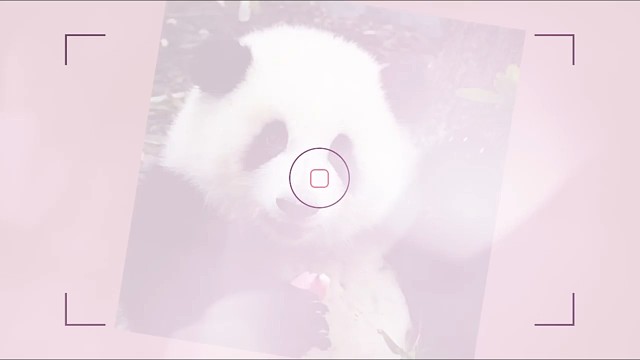 熊猫花花的可爱瞬间