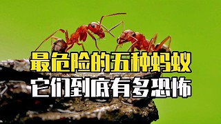 最危险的五种蚂蚁，它们特别恐怖，遇到后一定要小心。