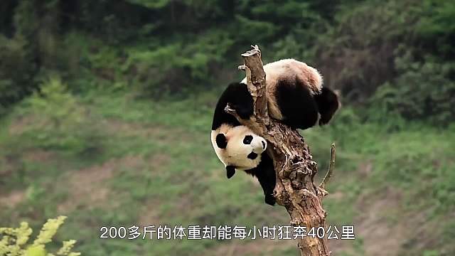全球的梦想大熊猫，大熊猫为什么能当国宝，其它动物却不行呢