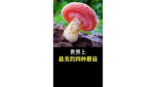 世界上最美的四種蘑菇