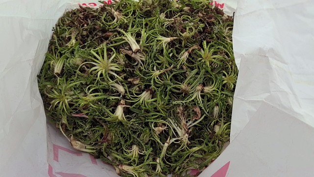 上山遇见野菜挖野菜