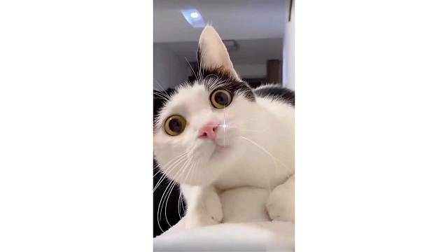 你的猫咪也这么可爱的，让我看看