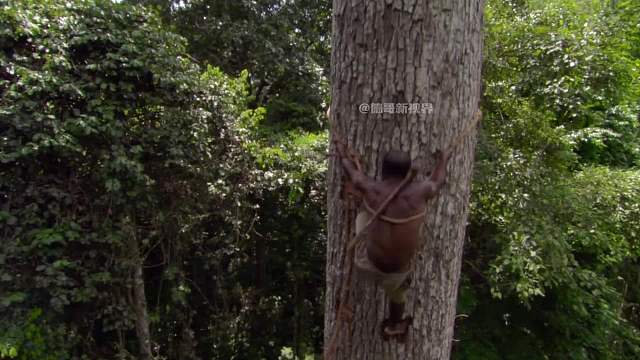 2.奥德彪攀爬四十米高的大树，为家人寻找野生蜂蜜！  #奥德彪  #命运蕉响曲  #纪录片