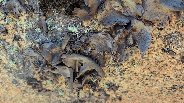 上山寻宝遇见就采