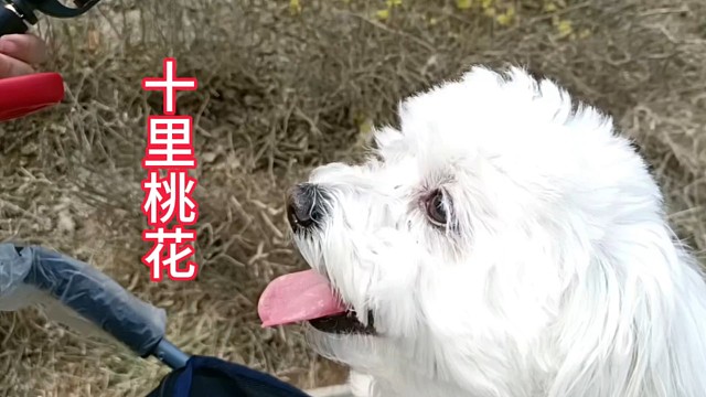 又是一年赏花时，停车门票全免费，适合踏青露营遛娃