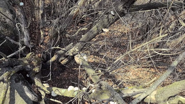 上山寻宝大山里的秘密