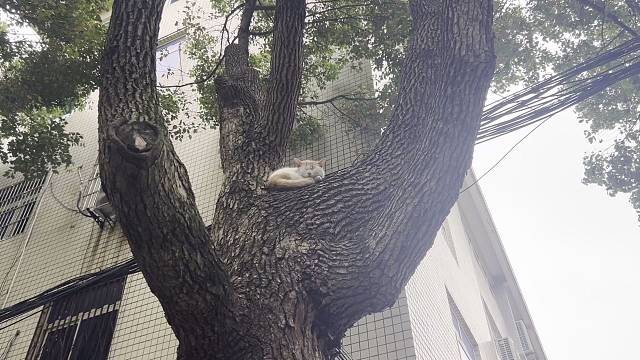 这小家伙怎么那么爱睡觉啊？