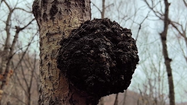 上山寻宝意外发现