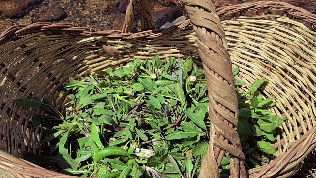 山白菜出来了挖野菜