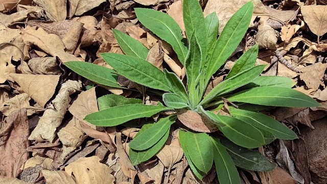 挖野菜又是挖山白菜的一天