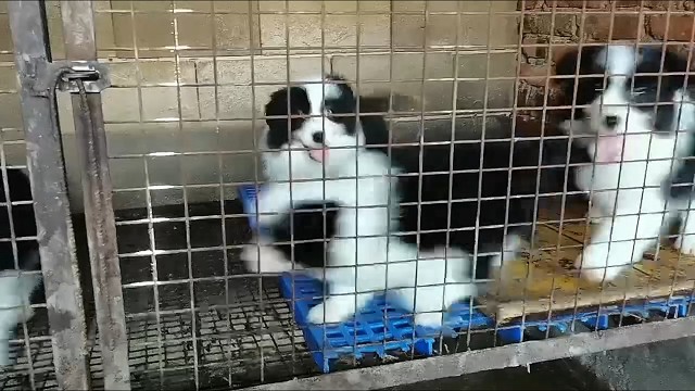 边境牧羊犬