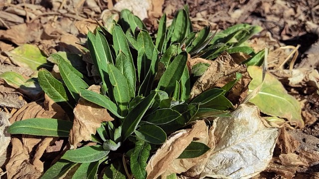 挖野菜今年你们挖野菜了吗