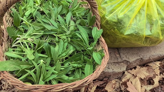 挖野菜行走在山水间