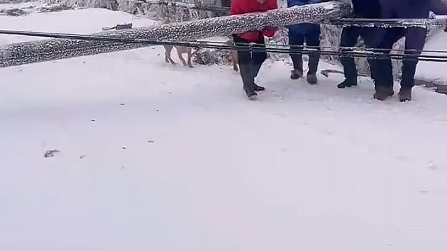 可怜的狗狗[大哭]