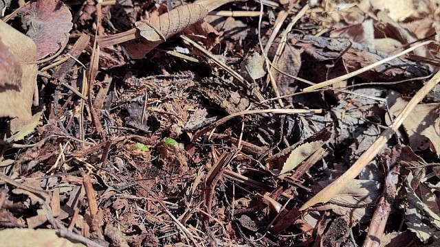 采野菜大山里的风景