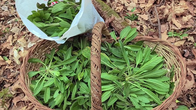 采野菜大自然的声音