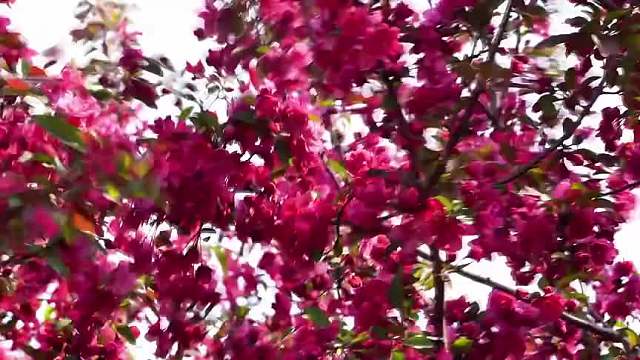 从“一时春”到“四时春” 德州乐陵市让“花经济”持续绽放