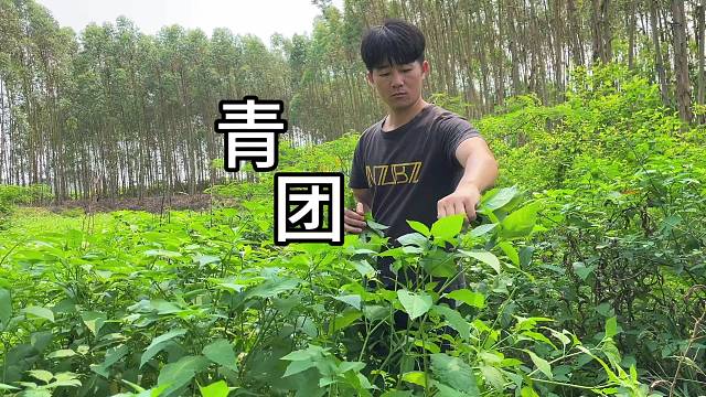 春暖花开，糯叽叽的青团子你能炫几个