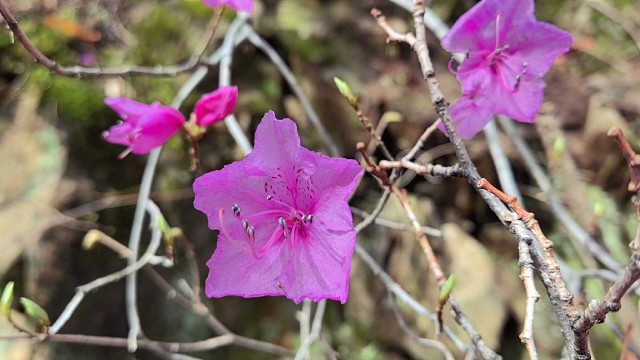 采野菜看风景放松心情