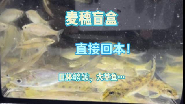 麦穗盲盒直接回本！！