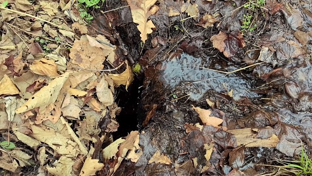 采野菜山里最美的季节