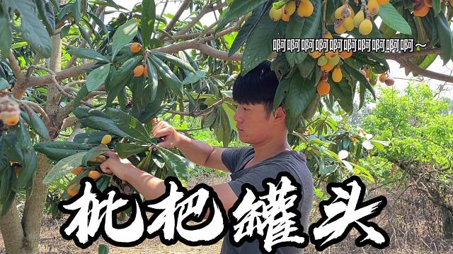 枇杷成熟了，你们吃了吗？我做了枇杷罐头