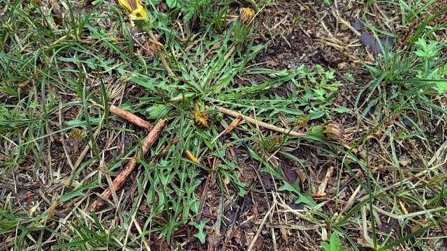 下雨天去挖婆婆丁