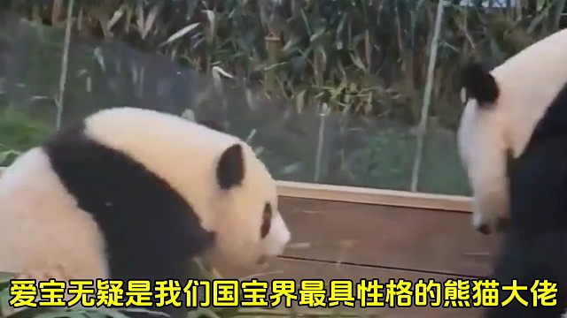 爱宝的性格特征