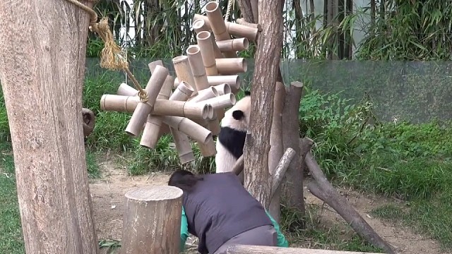 哈哈，笑死我了，谁能告诉我小辉辉为什么追姨姨总是钻洞啊？难道这样更快吗？