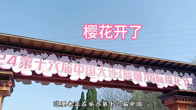 旅顺樱花季，下周迎来盛花期，浪漫的邂逅地