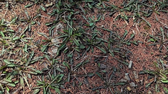 挖野菜又开始挖野菜了