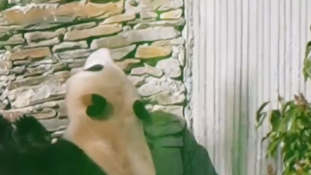 福宝的最终落脚之地到底会在哪里？