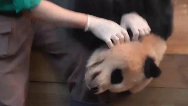 爷爷给辉宝按摩