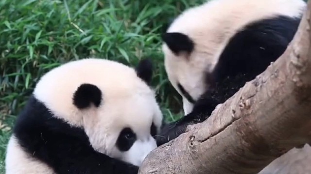 睿宝耍心眼，笑里藏刀~