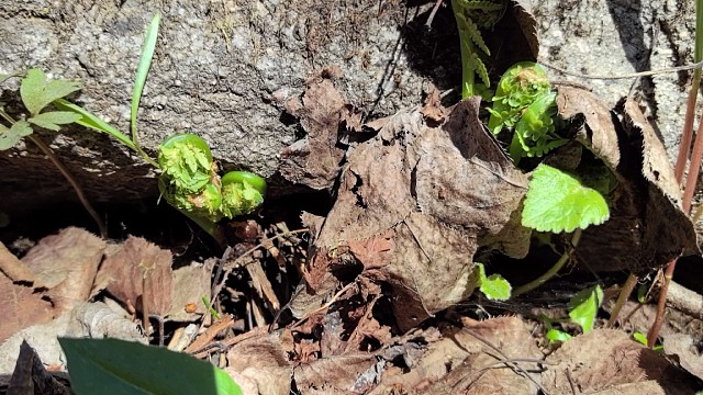 猴腿菜山白菜广东菜