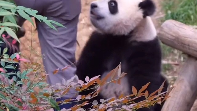 睿宝学福宝姐姐的名场面