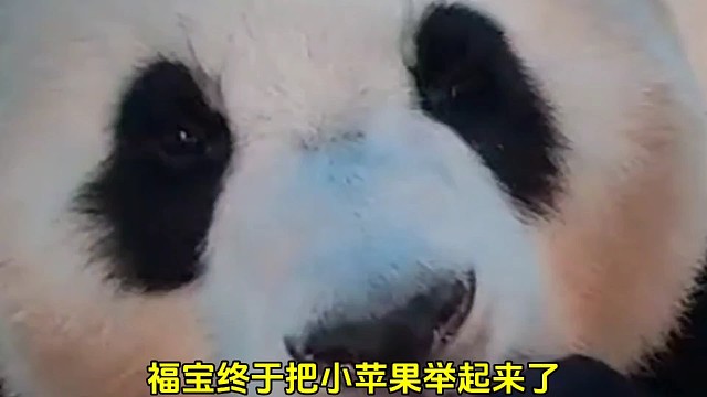 宋爷爷吃福宝的醋？