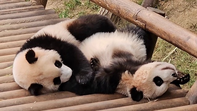 睿宝和辉宝天下第一好~