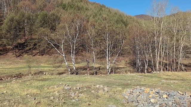 采野菜大山里的风景