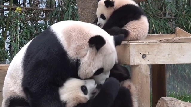 辉啊，妈妈要宠信你，你是逃不掉的~