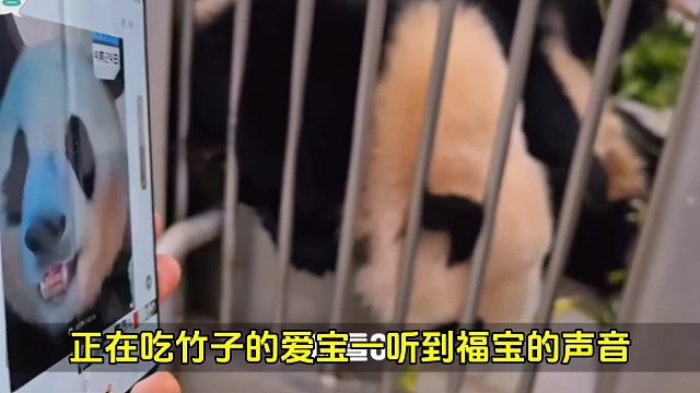 爱宝看到福宝的视频，立马丢掉手中的竹子，眼神里满满的思念~