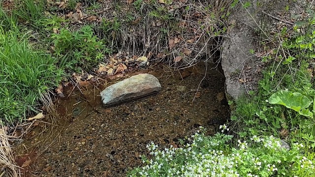 带同学体验采野菜