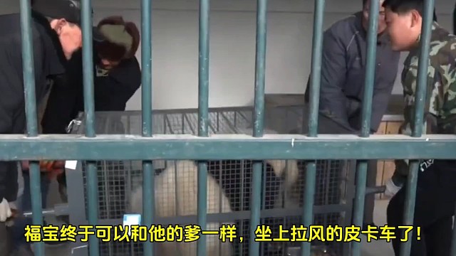 福宝隔离即将结束，马上要坐上和他爹一样的皮卡了~