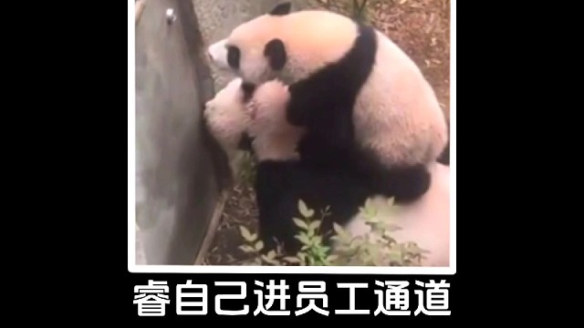 小睿睿竟然自己开门从员工通道进去了