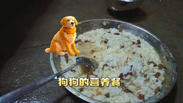 小狗的美食日记分享 #中华田园犬 #大黄 #狗狗干饭
