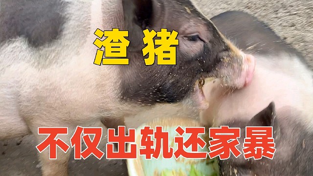 渣猪不仅出轨老母狗，吃个饭还打老婆【第204天】