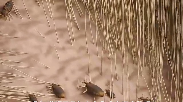 人体你不知道的奥秘