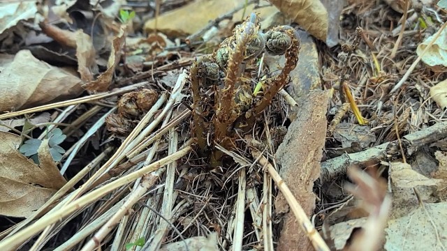 沉浸式体验采野菜