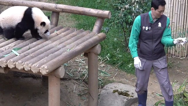 爷爷真的好好，看到睿宝来了，赶紧放下手里的东西拍拍身上的灰尘，跟睿宝互动