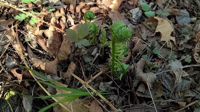 采野菜的日常生活